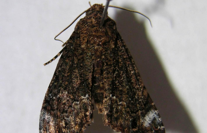 Fig. 12. Vista dorsal de adulto, <i>Cropia connecta</i></i> (Noctuidae). Area de Conservación Guanacaste, Sector Murcielago, Camino Bahía Hachal. (06-SRNP-16380-DHJ364587).