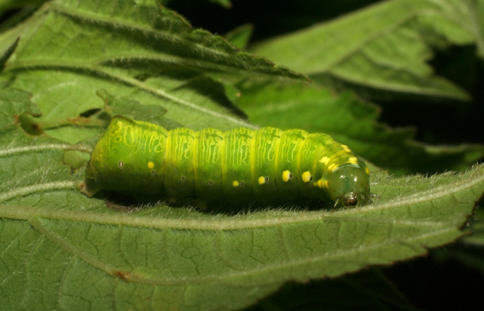 Fig. 3. <i>Cropia hadenoides</i></i> (Noctuidae), prepupa. Area de Conservación Guanacaste, Sector Pitilla, Pasmompa, elevación 440 m.s.n.m. (06-SRNP-33770-DHJ416351.jpg).