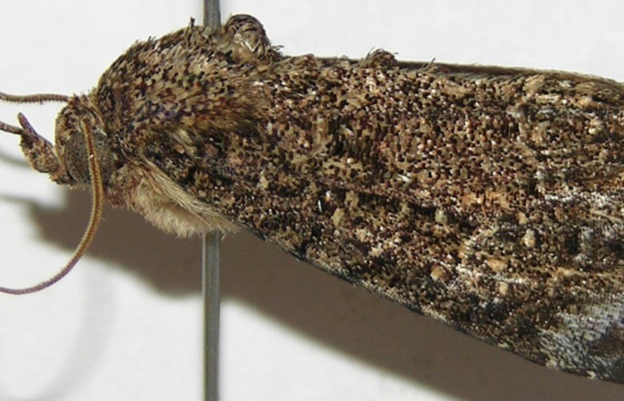 Fig. 11. Vista lateral, adulto <i>Cropia connecta</i></i> (Noctuidae). Area de Conservación Guanacaste, Sector Horizontes, Bejuco. (07-SRNP-13567-DHJ397635).
