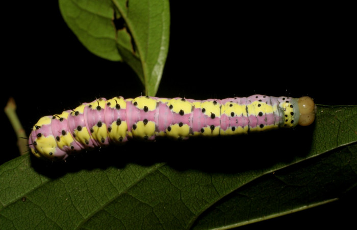 Fig. 5. <i>Cropia philosopha</i></i> (Noctuidae), larva último estadio. Area de Conservación Guanacaste, Sector Cacao, Sendero Arenales, 1080 m.s.n.m. (07-SRNP-36087-DHJ422044.jpg).