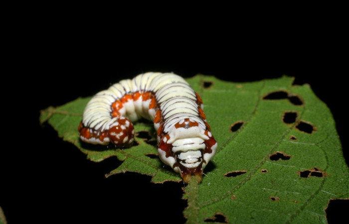 Fig. 4. <i>Cropia cedica</i></i> (Noctuidae), larva último estadio. Area de Conservación Guanacaste, Sector San Cristóbal, Tajo Angeles, 540 m.s.n.m. (08-SRNP-6029-DHJ445032.jpg).
