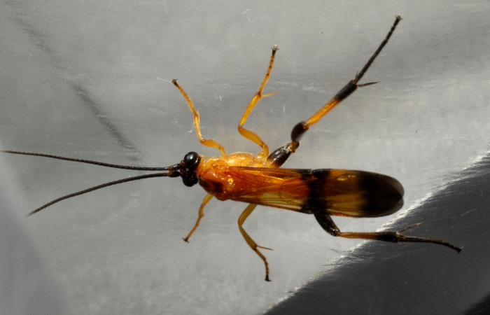 Fig. 17. Adulto de <i>Zelomorpha terryerwin</i></i>i de la familia (Braconidae), subfamilia (Agathidinae), avispa parasitadora de <i>Cropia connecta</i></i> (Noctuidae). Area de Conservación Guanacaste, Sector Santa Rosa, Area Administrativa. (10-SRNP-12946-DHJ471356.jpg).