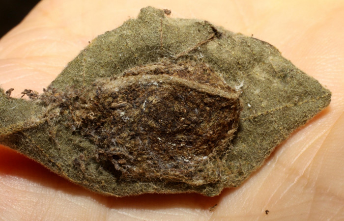 Fig.15 Capullo de <i>Cropia connecta</i></i> (Noctuidae), parásitado por, <i>Zelomorpha terryerwini</i></i> (Braconidae). Area de Conservación Guanacaste, Sector Santa Rosa, Area Administrativa. (10-SRNP-12947-DHJ471371.jpg).