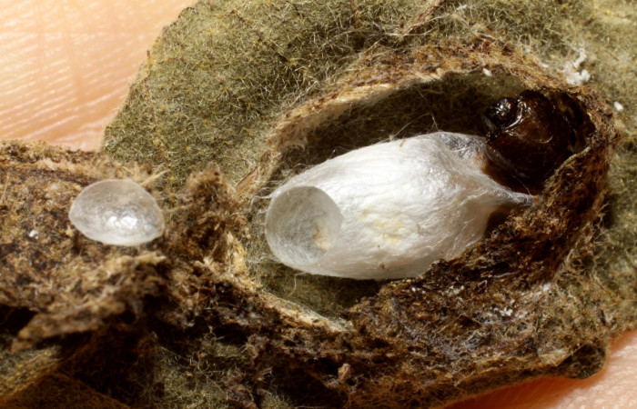 Fig. 16. Capullo ya eclosionado de <i>Zelomorpha terryerwini</i></i> (Braconidae), dentro de capullo de <i>Cropia connecta</i></i> (Noctuidae). Area de Conservación Guanacaste, Sector Santa Rosa, Area Administrativa. (10-SRNP-12947-DHJ471374.jpg).