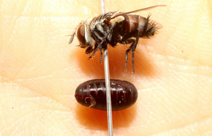 Fig. 13. <i>Lespesia</i></i> posticaDHJ06 (Tachinidae), parásito que salió de <i>Cropia connecta</i></i> (Noctuidae), parásito que salió cuando la larva se encontraba en su estadio de prepupa. Area de Conservación Guanacaste, Sector Santa Rosa, Cafetal. (10-SRNP-12970-DHJ475159.jpg).