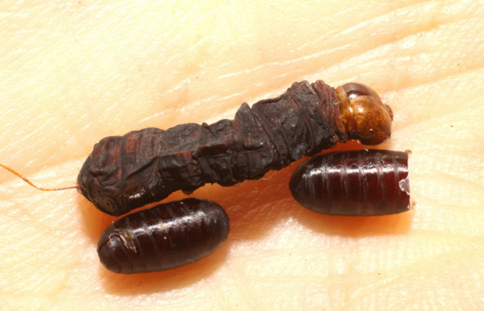Fig. 14. Cadáver de larva de <i>Cropia connecta</i></i> (Noctuidae) junto a muda de puparias de <i>Lespesia</i></i> posticaDHJ06 (Tachinidae). Area de Conservación Guanacaste, Sector Santa Rosa, Cafetal. (10-SRNP-12970-DHJ475163.jpg).