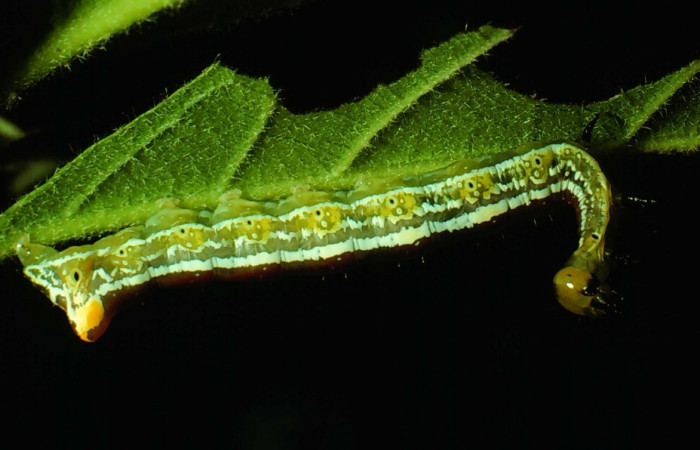 Fig. 6. <i>Corpia connecta</i></i> (Noctuidae), larva último estadio. Area de Conservación Guanacaste, Sector Santa Rosa, Casona Santa Rosa, 295 m.s.n.m. (78-SRNP-38-DHJ79.jpg).