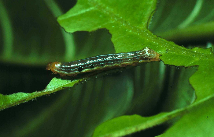 Fig. 7. <i>Corpia connecta</i></i> (Noctuidae), larva último estadio. Area de Conservación Guanacaste, Sector Santa Rosa, Bosque Húmedo, 290 m.s.n.m. (81-SRNP-84-DHJ1766.jpg).