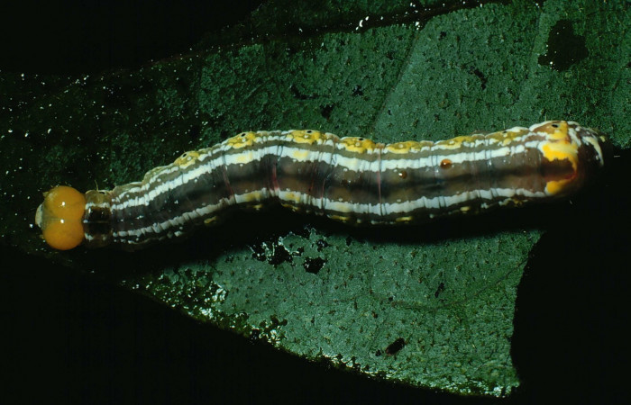 Fig. 8. <i>Cropia connecta</i></i> (Noctuidae). Area de Conservación Guanacaste, Sector Santa Rosa, Corta Fuegos Naranjo. (82-SRNP-282.2-DHJ4015.jpg).