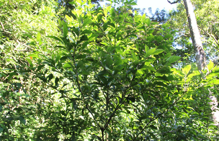 Fig. 19. Copa de <i>Cordia alliodora</i></i> (Cordiaceae), planta hospedera de <i>Cropia connecta</i></i> (Noctuidae). Foto Parataxónoma Dunia García Nov/26/2018, Area de Conservación Guanacaste, Sector Cacao, Rancho Harold.