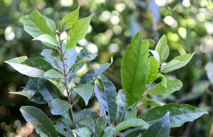 Fig. 20. Hojas <i>Cordia alliodora</i></i> (Cordiaceae), planta hospedera de <i>Cropia connecta </i></i>(Noctuidae). Foto Parataxónoma Dunia García Nov/26/2018, Area de Conservación Guanacaste, Sector Cacao, Rancho Harold.