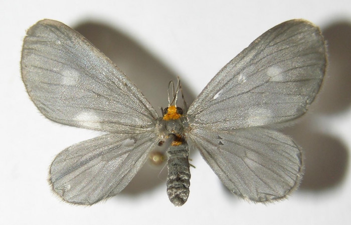 Figura 8. Adulto hembra de <i>Nephodia</i></i> Janzen18 (Geometridae), vista dorsal. Voucher 03-SRNP-6207-DHJ325224.jpg