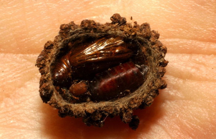 Figura 6. Restos de pupa de <i>Nephodia</i></i> Janzen18 (Geometridae) y pupario de mosca al lado de la familia (Tachinidae), <i>Winthemia</i></i> tricolorDHJ04, parásita en [i[Nephodia</i> Janzen18 . Voucher 05-SRNP-21535-DHJ415431.jpg.
