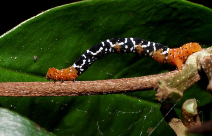 Figura 2. <i>Nephodia</i></i> Janzen18 (Geometridae) vista lateral, último estadio. La Perla Estación Santa María. Voucher 09-SRNP-55647-DHJ459940.jpg.