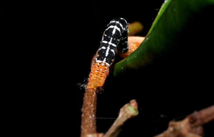 Figura 4. <i>Nephodia</i></i> Janzen18 (Geometridae) vista trasera, último estadio. La Perla, Estación Santa María. Voucher 09-SRNP-55647-DHJ459943.jpg.