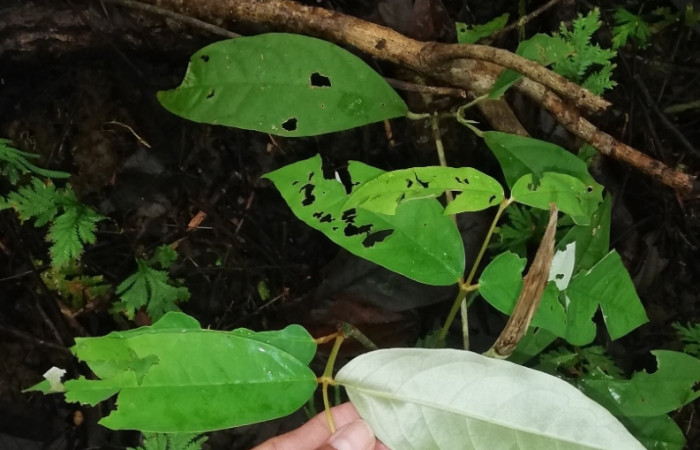 Figura 12. Planta <i>Heteropterys obovata</i></i> (Malpighiaceae) en Bosque Transición; hospedera de <i>Nephodia</i></i> Janzen18 (Geometridae). Foto Gloria Sihezar. Setiembre 2022.
