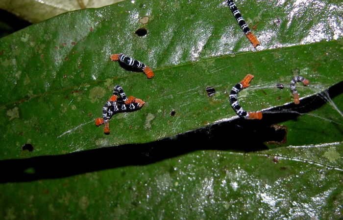 Figura 5. <i>Nephodia</i></i> Janzen18 (Geometridae) vista trasera, penúltimo estadio. Sector San Cristóbal, Sendero Perdido. Voucher 03-SRNP-6205-DHJ400793.jpg.