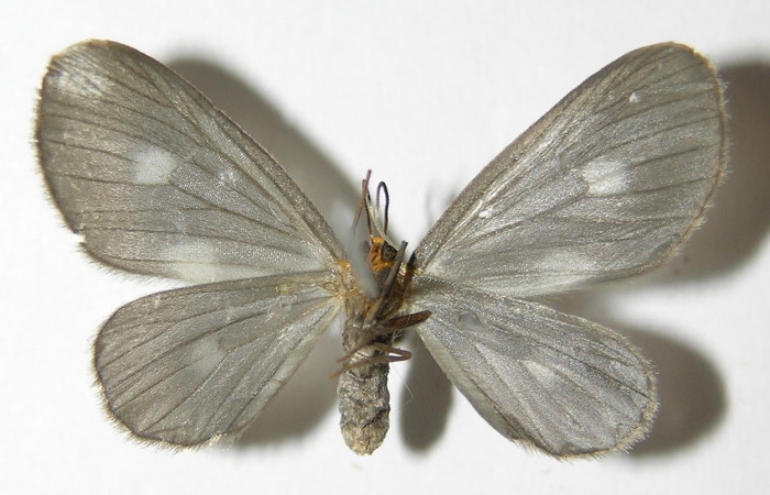 Figura 9. Adulto hembra de <i>Nephodia</i></i> Janzen18 (Geometridae), vista ventrall. Voucher 03-SRNP-6207-DHJ325225.jpg