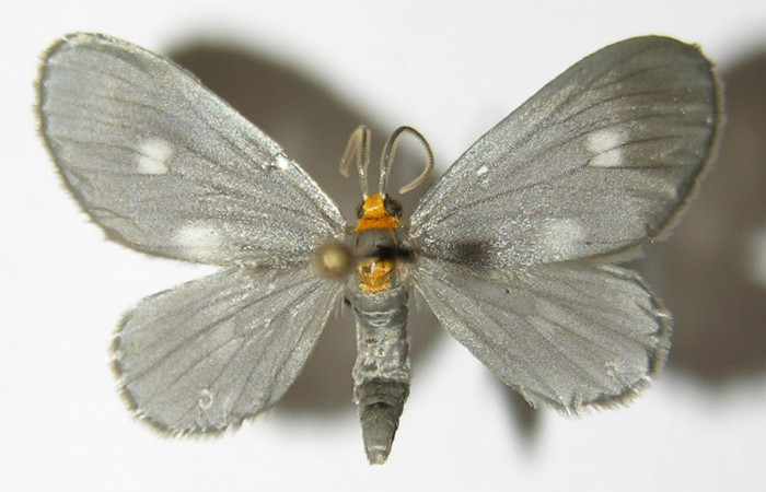 Figura 10. Adulto hembra de <i>Nephodia</i></i> Janzen18 (Geometridae), vista dorsal. Voucher 03-SRNP-6406-DHJ325222.jpg.