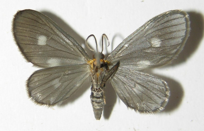Figura 11. Adulto hembra de <i>Nephodia</i></i> Janzen18 (Geometridae), vista ventral. Voucher 03-SRNP-6406-DHJ325223.jpg.