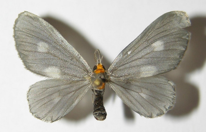 Figura 1. Adulto hembra <i>Nephodia</i></i> Janzen18 (Geometridae) vista dorsal. Voucher 04-SRNP-30888-DHJ325214.jpg.
