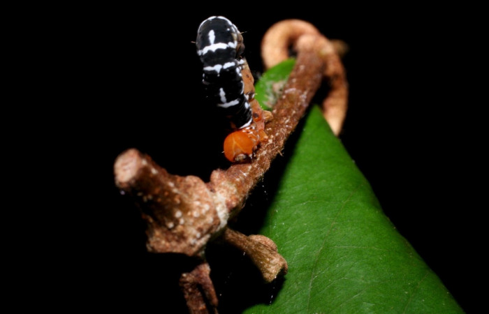 Figura 3. <i>Nephodia</i></i> Janzen18 (Geometridae) vista frontal, último estadio. La Perla, Estación Santa María. Voucher 09-SRNP-55647-DHJ459945.jpg.