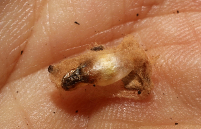 Figura 7. Capullo de avispa de la familia (Braconidae) <i>Zelomorpha kellyanneae</i></i>, parásita en <i>Nephodia</i></i> Janzen18 (Geometridae). Voucher  11-SRNP-647-DHJ800364.jpg.