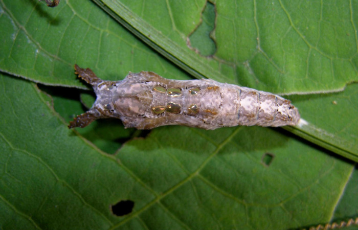 Figura 5. Pupa de <i>Dryadula phaetusa</i></i> (Nymphalidae), vista dorsal, localidad Pasmompa, Sector Pitilla ACG (440m). Voucher: 05-SRNP-31045-DHJ403938.jpg.