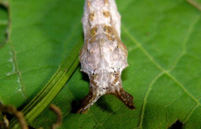 Figura 6. Pupa de <i>Dryadula phaetusa</i></i> (Nymphalidae), vista dorsal, localidad Pasmompa, Sector Pitilla ACG (440m). Voucher: 05-SRNP-31045-DHJ403941.jpg.