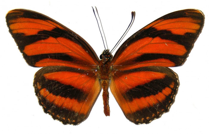 Figura 7. Adulto de <i>Dryadula phaetusa</i></i> (Nymphalidae), vista dorsal, localidad Pasmompa, Sector Pitilla ACG (440m). Voucher: 05-SRNP-31174-DHJ309112.jpg.