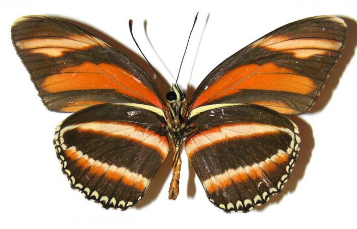 Figura 8. Adulto de <i>Dryadula phaetusa</i></i> (Nymphalidae), vista ventral, localidad Pasmompa, Sector Pitilla ACG (440m). Voucher: 05-SRNP-31174-DHJ309113.jpg.