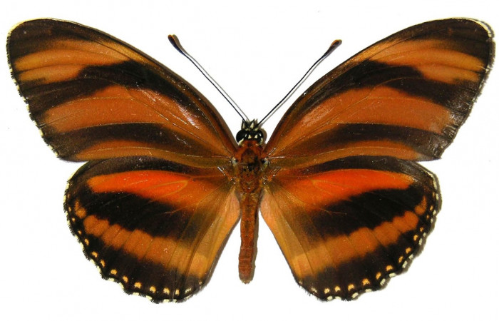 Figura 1. Adulto de <i>Dryadula phaetusa</i></i> (Nymphalidae), vista dorsal, localidad Pasmompa, Sector Pitilla ACG (440m). Voucher: 05-SRNP-31197-DHJ308584.jpg.