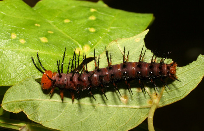 Figura 4. Larva <i>Dryadula phaetusa</i></i> (Nymphalidae), último estadío (U) vista dorsal, localidad Pasmompa, Sector Pitilla ACG (440m). Voucher: 06-SRNP-31284-DHJ425044.jpg.
