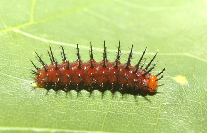 Figura 2. Larva <i>Dryadula phaetusa</i></i> (Nymphalidae), penúltimo estadío (PU) vista dorsal, localidad Pamompa, Sector Pitilla ACG (440m). Voucher: 17-SRNP-70359-DHJ733676.jpg.
