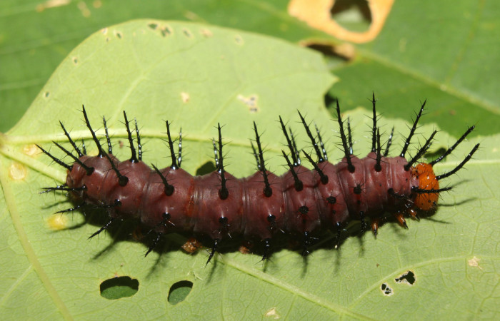 Figura 3. Larva <i>Dryadula phaetusa</i></i> (Nymphalidae), último estadío (U) vista dorsal, localidad Pasmompa, Sector Pitilla ACG (440m). Voucher: 17-SRNP-70359-DHJ733809.jpg.