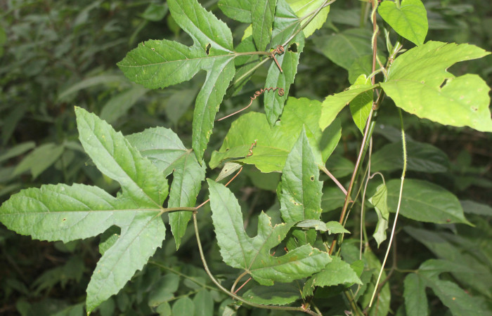 Figura 11. Planta hospedera de <i>Dryadula phaetusa</i></i> (Nymphalidae), esta planta se llama <i>Passiflora biflora</i></i> (Passifloraceae), localidad Medrano Estación Biológica Quica, Sector Pitilla ACG (380m), foto: Ricardo Calero 22 Setiembre 2022. 