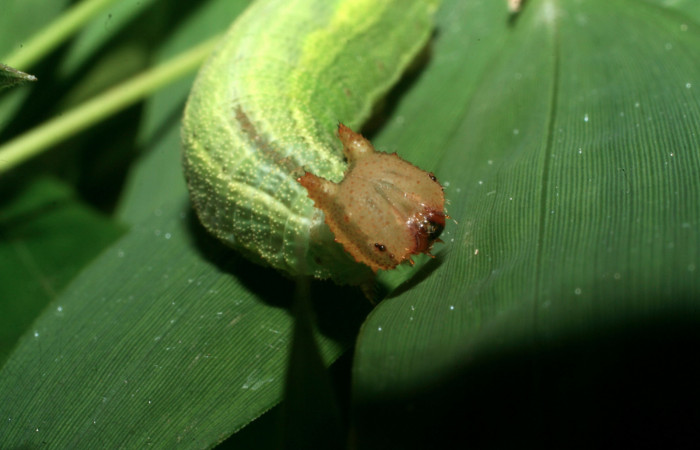 Figura 1. Larva <i>Taygetis salvini</i></i>, Nymphalidae, cuarto estadio posición frontal la cabeza, planta hospedera <i>Rhipidocladum racemiflorum</i></i> (Poaceae). Mide 35 mm aproximadamente. Voucher: 11-SRNP-65595-DHJ497469.jpg.