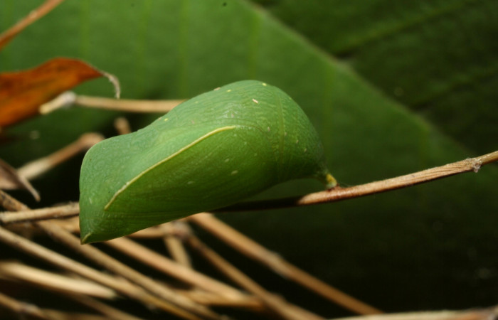 Figura 12. Estado de pupa <i>Taygetis salvini</i></i>, Nymphalidae, posición lateral, en larva su planta hospedera <i>Rhipidocladum racemiflorum</i></i> (Poaceae). Mide 14 mm aproximadamente. Voucher: 12-SRNP-70392-DHJ495090.jpg.