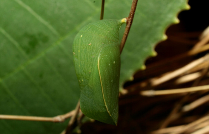Figura 13. Estado de pupa <i>Taygetis salvini</i></i>, Nymphalidae, posición lateral, en larva su planta hospedera <i>Rhipidocladum racemiflorum</i></i> (Poaceae). Mide 14 mm aproximadamente. Voucher: 12-SRNP-70392-DHJ495089.jpg.