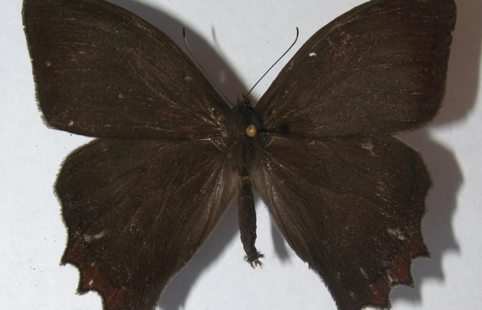 Figura 14. Adulto <i>Taygetis salvini</i></i>, Nymphalidae, posición dorsal, Mide 54 mm aproximadamente. 11-SRNP-33490- DHJ556244.