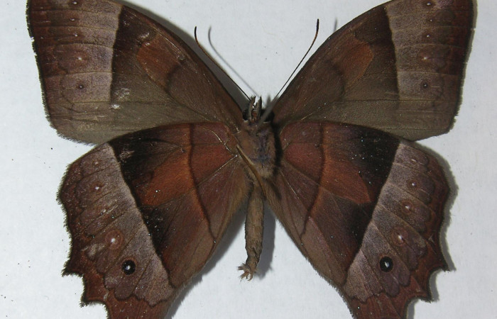 Figura 15. Adulto <i>Taygetis salvini</i></i>, Nymphalidae, posición ventral, Mide 54 mm aproximadamente. 11-SRNP-33490- DHJ556245.