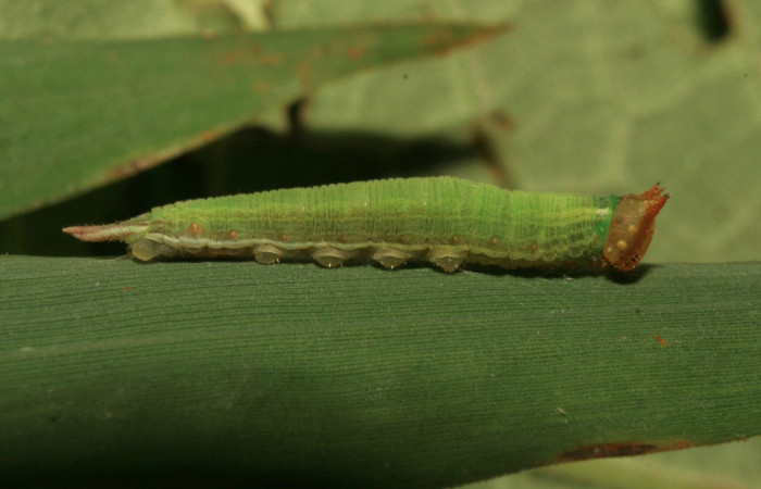 Figura 3. Larva <i>Taygetis salvini</i></i>, Nymphalidae, tercer estadio posición lateral, planta hospedera <i>Rhipidocladum racemiflorum</i></i> (Poaceae). Mide 15 mm aproximadamente. Voucher: 11-SRNP-33490-DHJ484957.jpg.