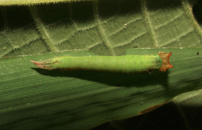 Figura 4. Larva <i>Taygetis salvini</i></i>, Nymphalidae, tercer estadio posición dorsal, planta hospedera <i>Rhipidocladum racemiflorum</i></i> (Poaceae). Mide 15 mm aproximadamente. Voucher: 11-SRNP-33490-DHJ484954.jpg.