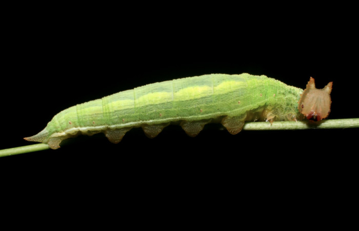 Figura 5. Larva <i>Taygetis salvini</i></i>, Nymphalidae, cuarto estadio posición lateral, planta hospedera Rhipidocladum racemiflorum (Poaceae). Mide 35 mm aproximadamente. Voucher: 11-SRNP-65595-DHJ497463.jpg.