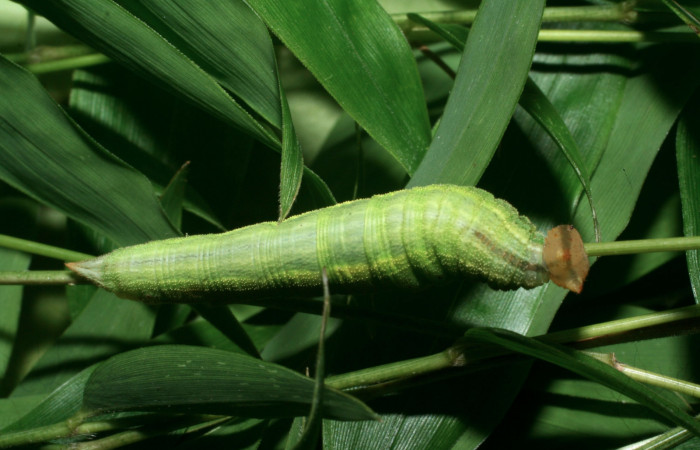 Figura 6. Larva <i>Taygetis salvini</i></i>, Nymphalidae, cuarto estadio posición dorsal, planta hospedera <i>Rhipidocladum racemiflorum</i></i> (Poaceae). Mide 35 mm aproximadamente. Voucher: 11-SRNP-65595-DHJ497464.jpg.