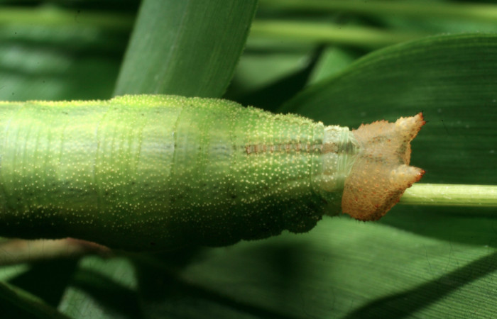 Figura 7. Larva <i>Taygetis salvini</i></i>, Nymphalidae, cuarto estadio posición dorsal cabeza, planta hospedera <i>Rhipidocladum racemiflorum</i></i> (Poaceae). Mide 35 mm aproximadamente. Voucher: 11-SRNP-65595-DHJ497466.jpg.