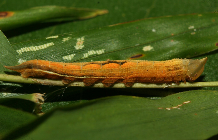 Figura 8. Larva <i>Taygetis salvini</i></i>, Nymphalidae, último estadio posición lateral, planta hospedera <i>Rhipidocladum racemiflorum</i></i> (Poaceae). Mide 37 mm aproximadamente. Voucher: 12-SRNP-71988-DHJ495738.jpg.