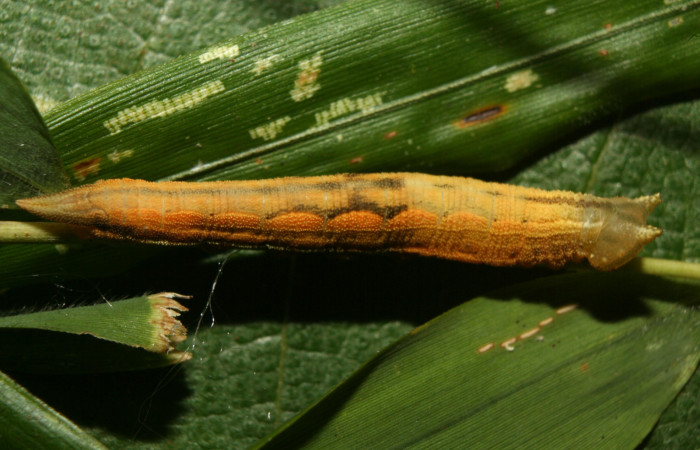 Figura 9. Larva <i>Taygetis salvini</i></i>, Nymphalidae, último estadio posición lateral dorssal, planta hospedera <i>Rhipidocladum racemiflorum</i></i> (Poaceae). Mide 37 mm aproximadamente. Voucher: 12-SRNP-71988-DHJ495739.jpg.