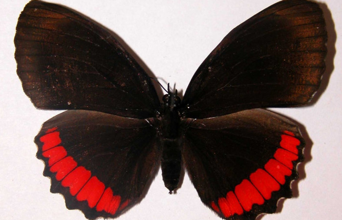 Figura 19. Adulto de <i>Biblis</i></i> aganisaDHJ01 (Nymphalidae), macho vista dorsal, localidad Sendero Puertas Sector Del Oro ACG (400m). Voucher;  02-SRNP-27761-DHJ34752.jpg.