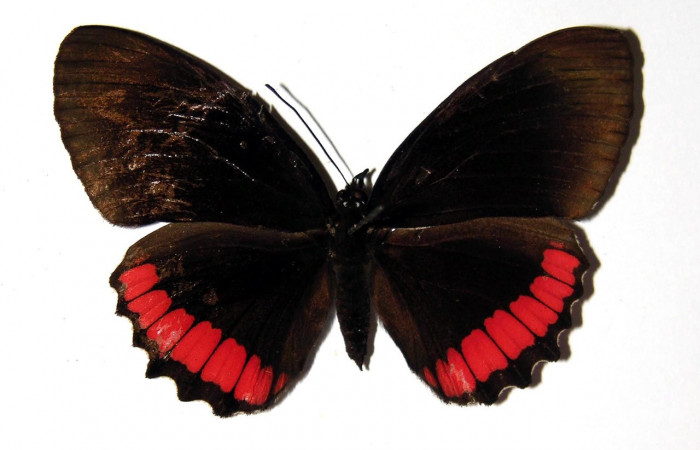 Figura 10. Adulto de <i>Biblis</i></i> aganisaDHJ02 (Nymphalidae), macho vista dorsal, localidad Finca Araya Sector El Hacha ACG (295m). Voucher: 02-SRNP-31578-DHJ97704.jpg.